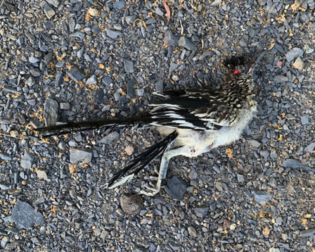 June 12 - Mourning the loss of a local Roadrunner. Found dead on Happy Valley between Cholla and Blue Ridge. Rest in peace.